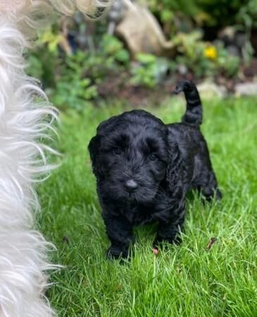 2 Stunning cockapoo puppies, extensively health tested for sale in Simmondley, Derbyshire - Image 2