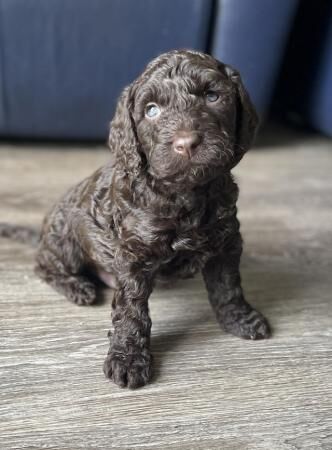 2 Stunning cockapoo puppies, extensively health tested for sale in Simmondley, Derbyshire - Image 3