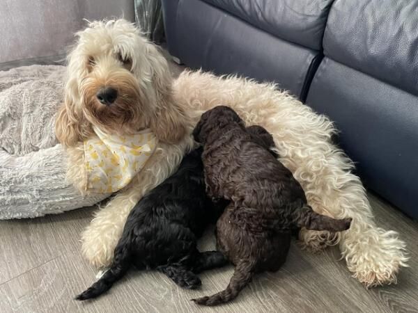 2 Stunning cockapoo puppies, extensively health tested for sale in Simmondley, Derbyshire - Image 4