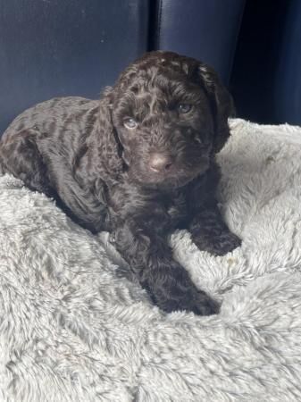 2 Stunning cockapoo puppies, extensively health tested for sale in Simmondley, Derbyshire - Image 5