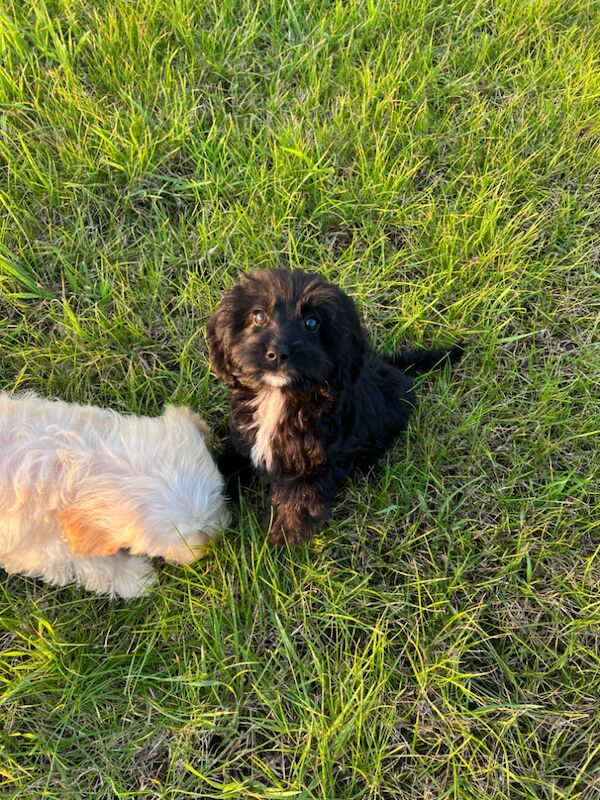 Cockapoo Puppies for sale in Cambridgeshire