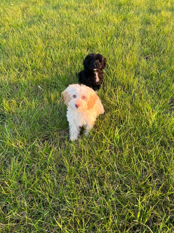 Cockapoo Puppies for sale