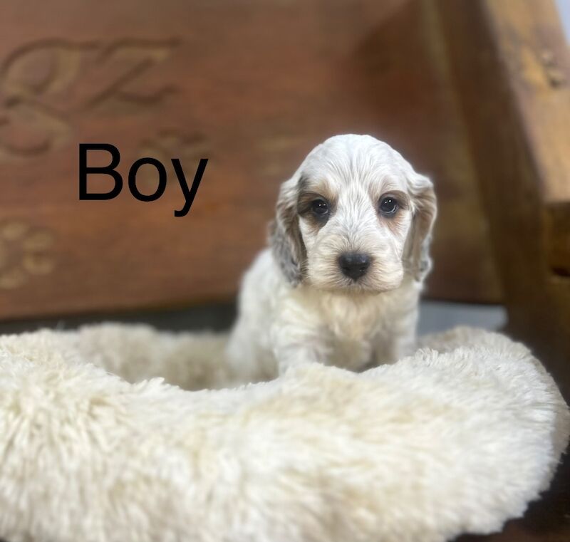 2 stunning Cockapoos pup for sale in Upwell, Norfolk - Image 1