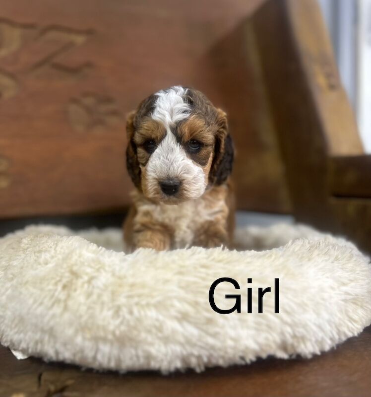 2 stunning Cockapoos pup for sale in Upwell, Norfolk - Image 2