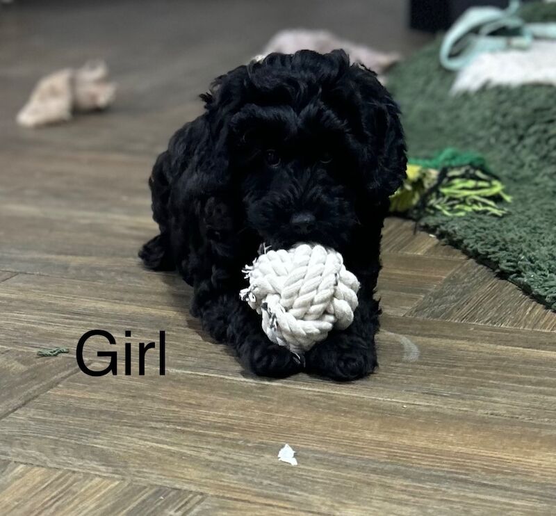 2 stunning F1b cockapoo pups for sale in Upwell, Norfolk