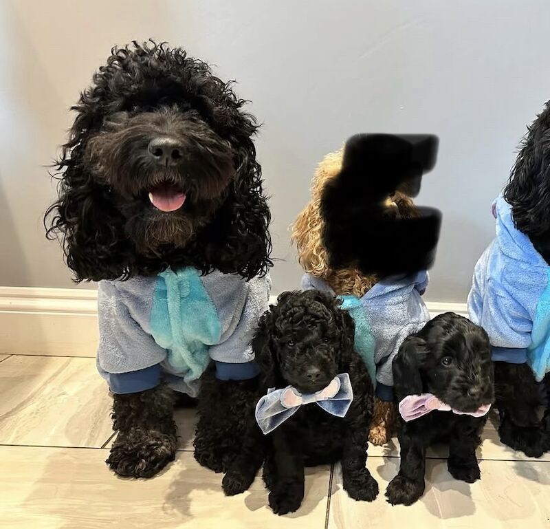 2 stunning f1b Cockapoo pups for sale in Upwell, Norfolk