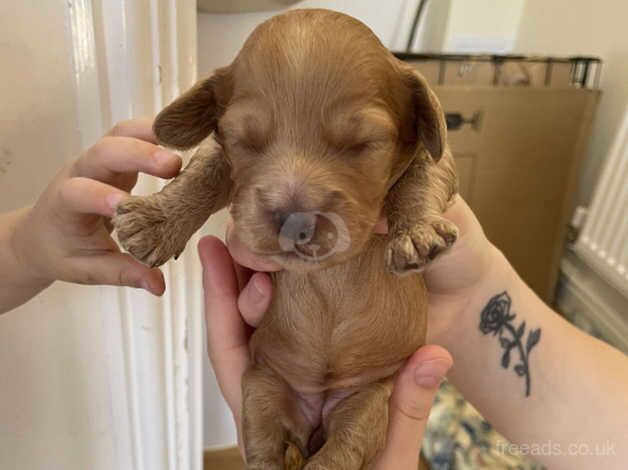 2 weeks old F1b cockapoos for sale in Doncaster, South Yorkshire - Image 4