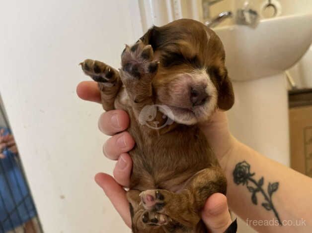 2 weeks old F1b cockapoos for sale in Doncaster, South Yorkshire - Image 5