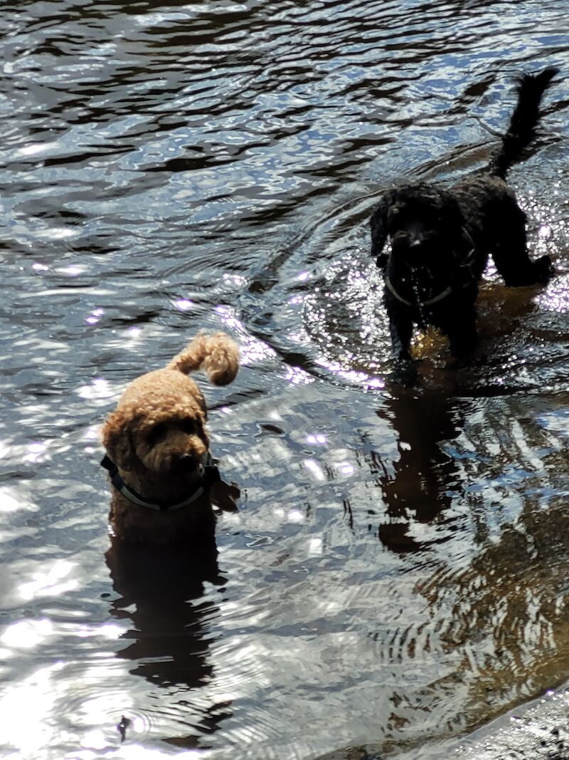 2 x cockerpoos for sale in Northumberland