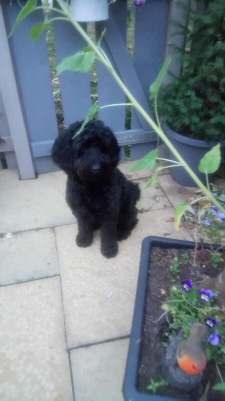 Cockapoo Puppies for sale in Northumberland