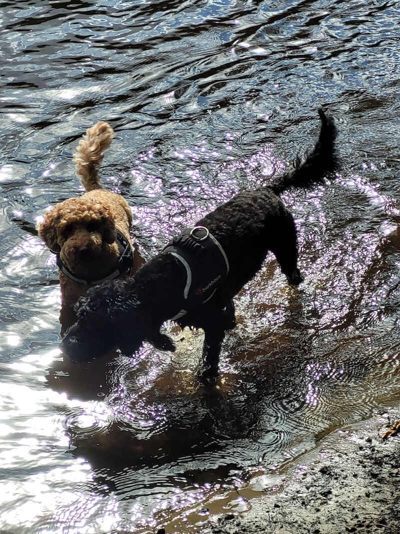 Cockapoo Puppies for sale