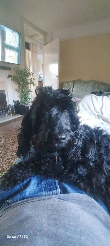 2 year 11 month F1 show Cockerpoo (Not a puppy) for sale in Cambridgeshire