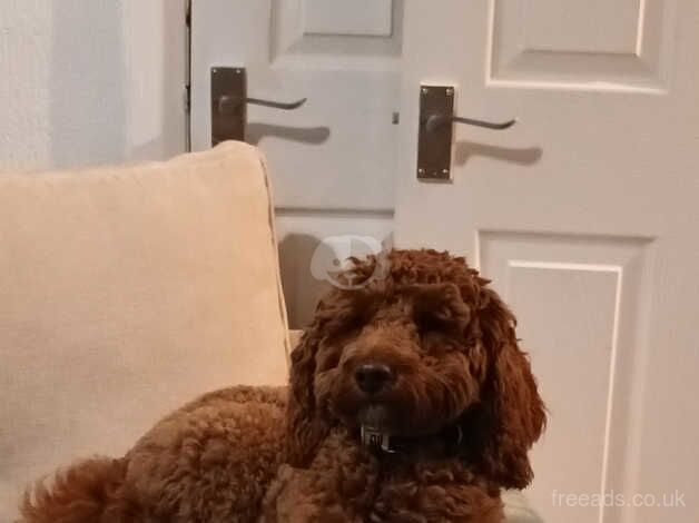 2 year old cockapoo for sale in Manchester, Greater Manchester - Image 3