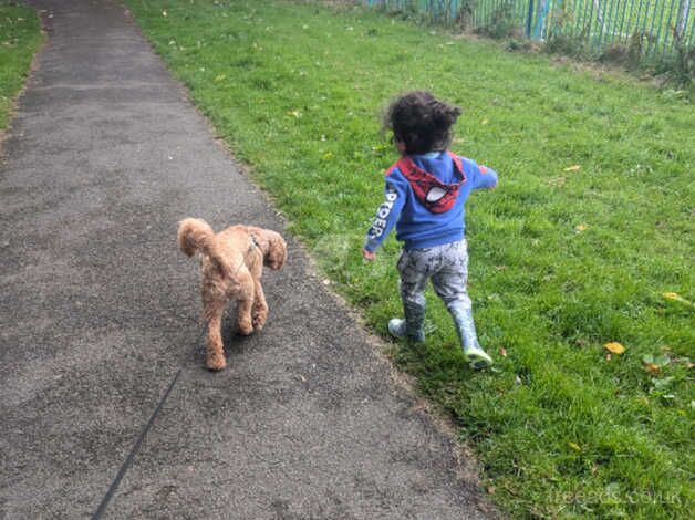 2 year old cockapoo for sale in Manchester, Greater Manchester - Image 4