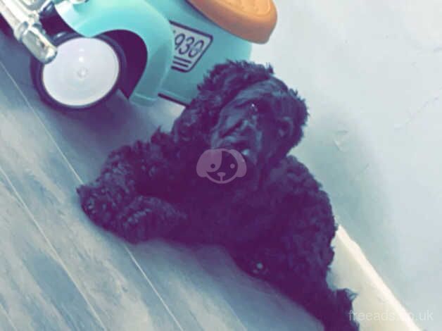 2 year old female cockapoo for sale in Brecon/Aberhonddu, Powys