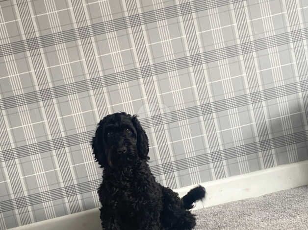 2 year old female cockapoo for sale in Brecon/Aberhonddu, Powys - Image 2