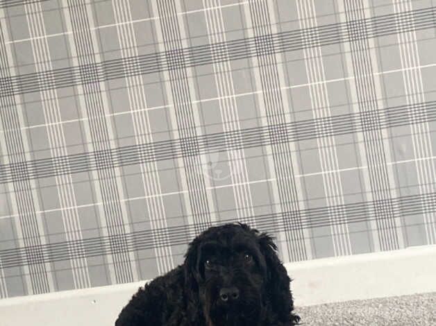 2 year old female cockapoo for sale in Brecon/Aberhonddu, Powys - Image 3