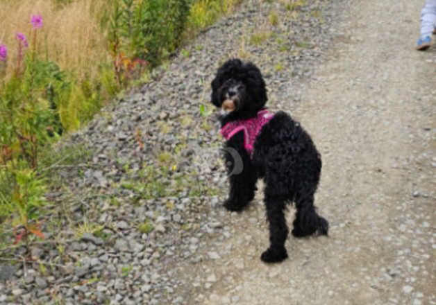 21 Month Old Cockapoo For Sale in Glasgow, Glasgow City - Image 4