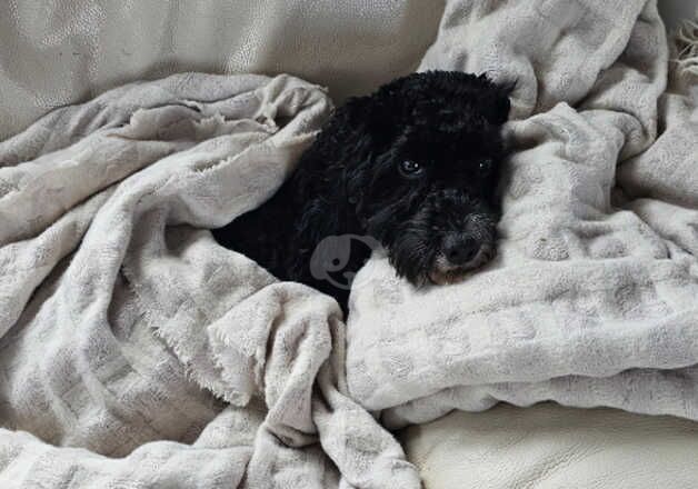 21 Month Old Cockapoo For Sale in Glasgow, Glasgow City - Image 5