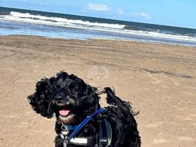 23 month old male Cockapoo for sale in Durham, County Durham