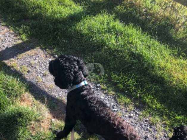 23 month old male Cockapoo for sale in Durham, County Durham - Image 2