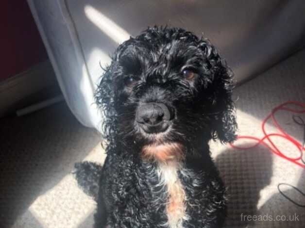 23 month old male Cockapoo for sale in Durham, County Durham - Image 3