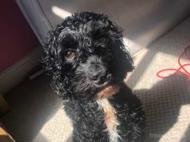 23 month old male Cockapoo for sale in Durham, County Durham - Image 4