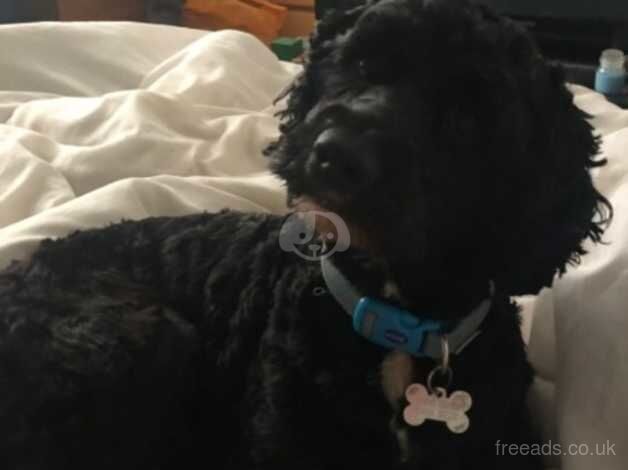 23 month old male Cockapoo for sale in Durham, County Durham - Image 5