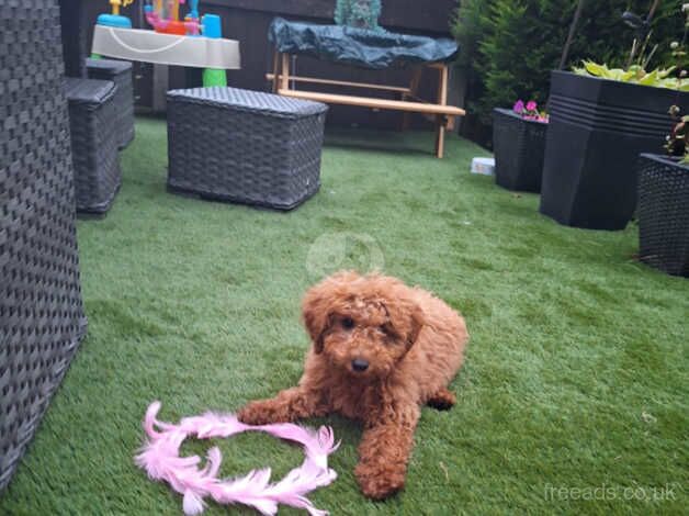 25 week old female cockapoo for sale in Ramsgate, Kent