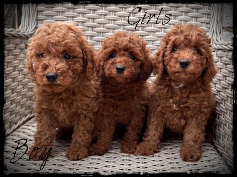 Ready now ..2 girls I boy f1b min/Toy cockapoo's. for sale in Droitwich, Worcestershire - Image 1