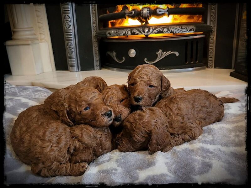 Cockapoos for sale in Droitwich, Worcestershire