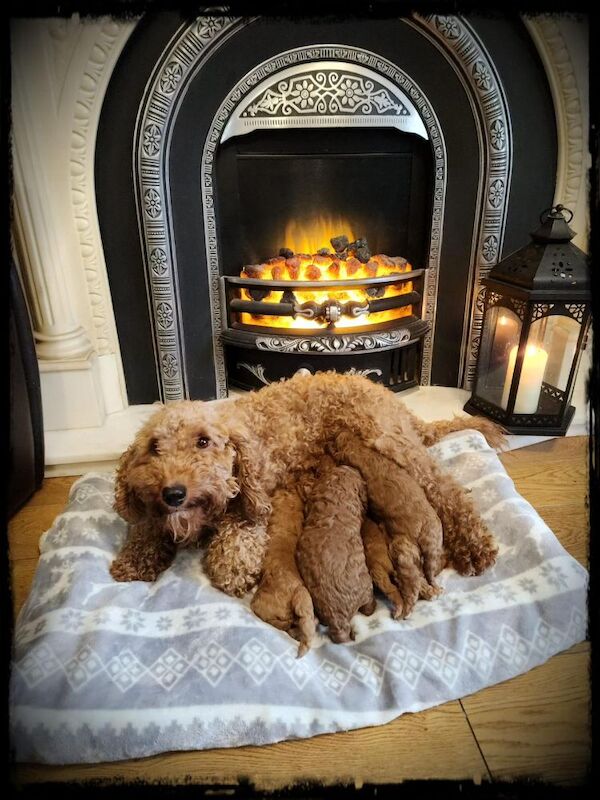 Ready now ..2 girls I boy f1b min/Toy cockapoo's. for sale in Droitwich, Worcestershire - Image 4