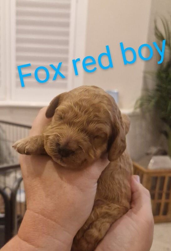 6 adorable Cockapoo puppies for sale in Hornchurch, Greater London