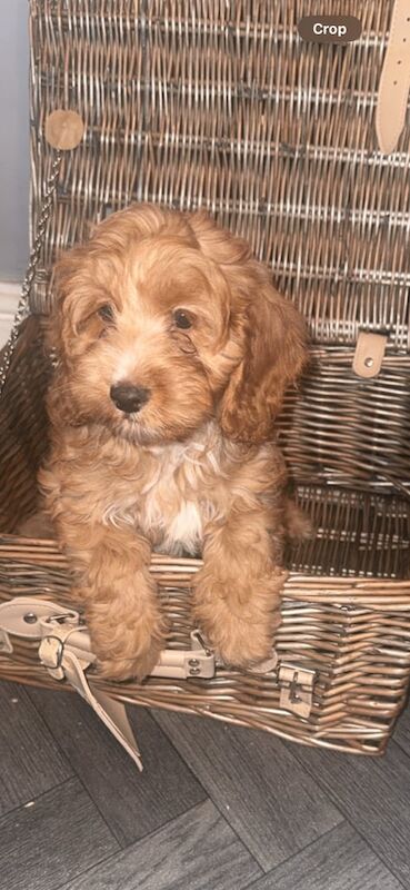 3 Beauitful cockapoo for sale in Walsall, West Midlands - Image 2