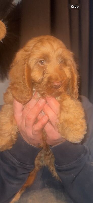 3 Beauitful cockapoo for sale in Walsall, West Midlands - Image 3