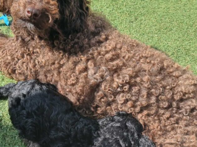 3 beautiful Cockapoo Puppies for sale in Cambridge, Scottish Borders