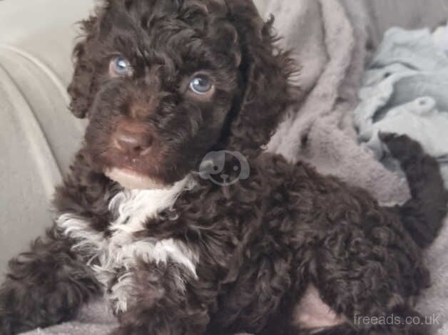 3 beautiful Cockapoo Puppies for sale in Cambridge, Scottish Borders - Image 2