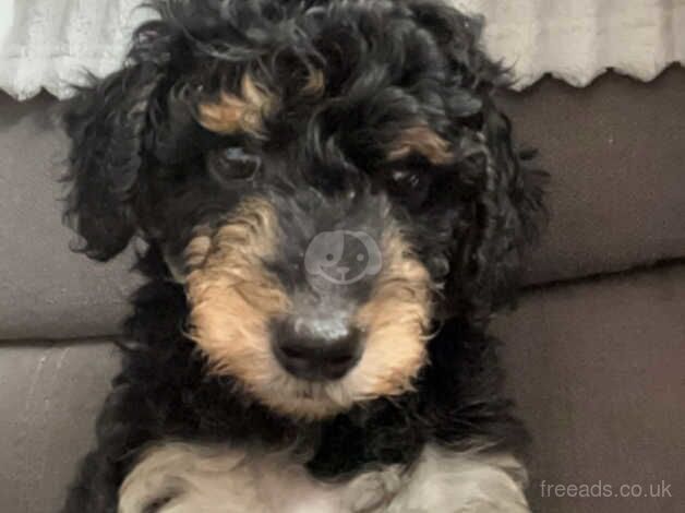 3 beautiful Cockapoo Puppies for sale in Cambridge, Scottish Borders - Image 3