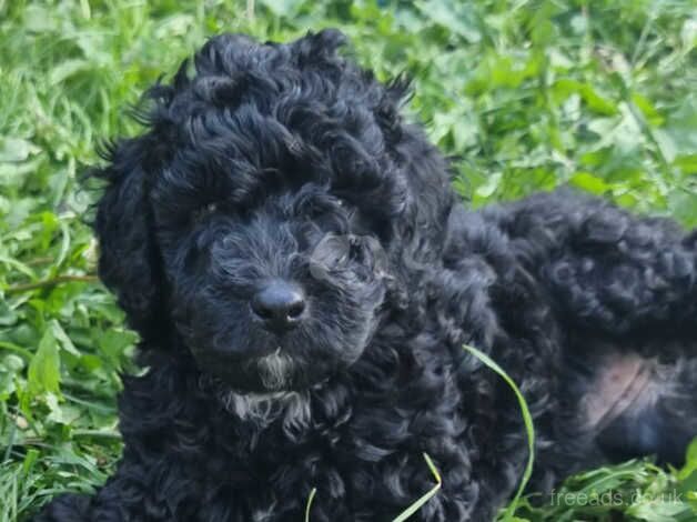 3 beautiful Cockapoo Puppies for sale in Cambridge, Scottish Borders - Image 4