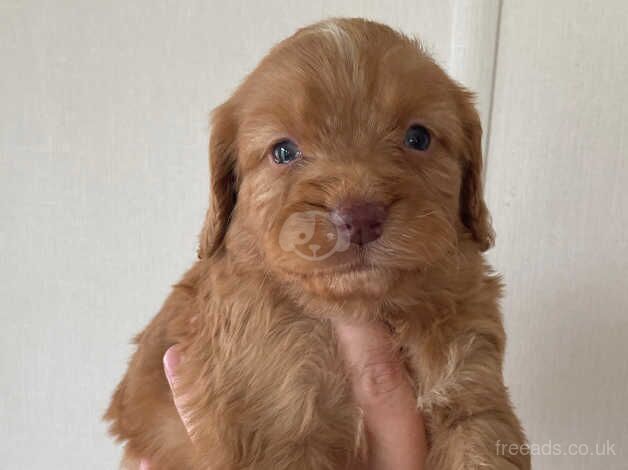 3 beautiful cockapoos remaining for sale in Liskeard, Cornwall - Image 1