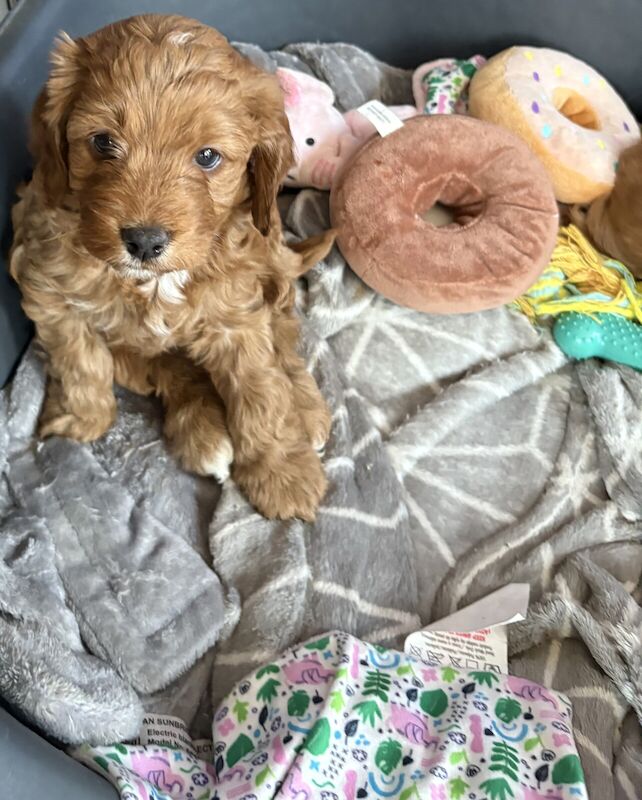 3 Cockapoo for sale in Sittingbourne, Kent