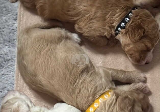 3 cockapoo puppies for sale in Swansea/Abertawe, Swansea