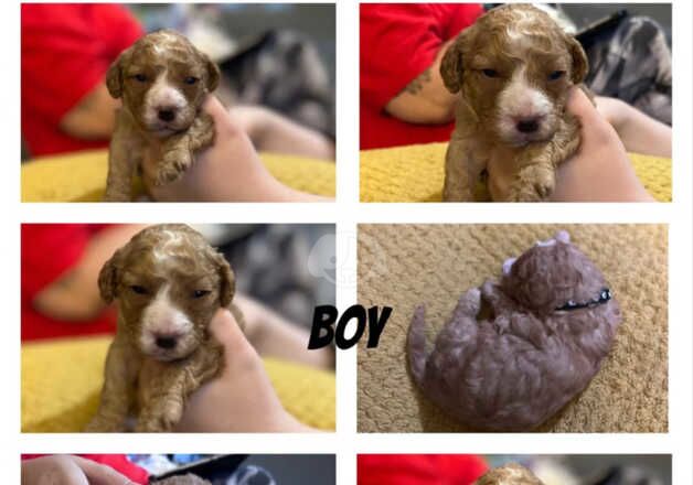 3 cockapoo puppies for sale in Swansea/Abertawe, Swansea - Image 3