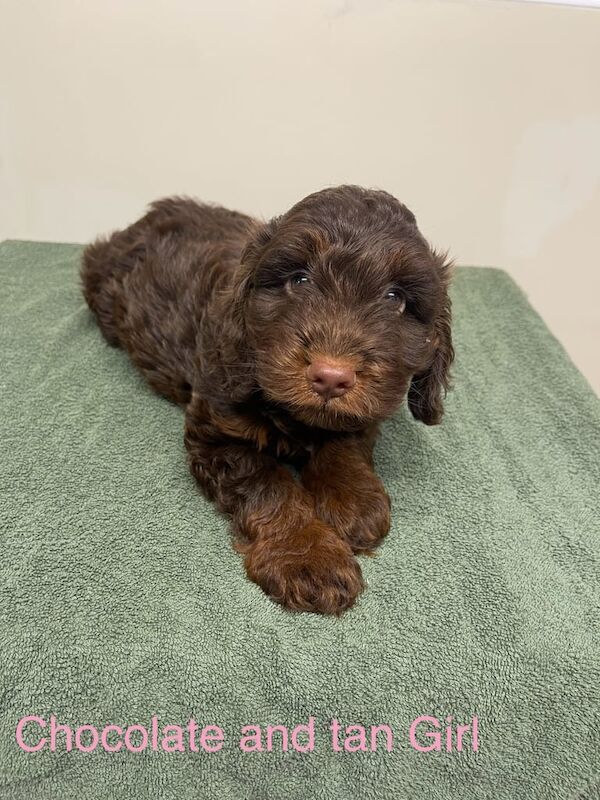 3 F1 Cockapoo puppies for sale in Perth, Perth and Kinross