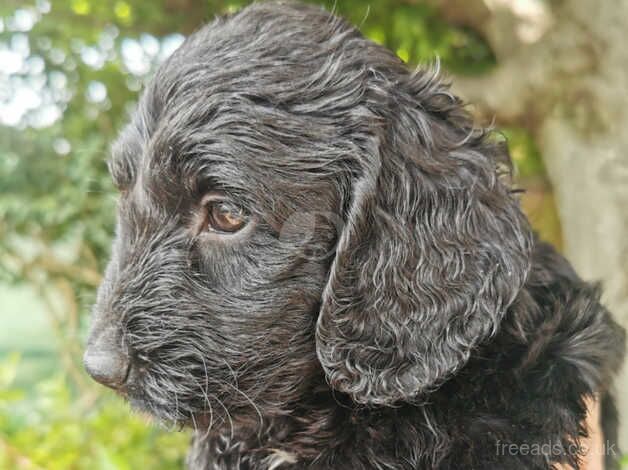 3 F1 cockapoo puppies for sale in Poole, North Yorkshire - Image 1