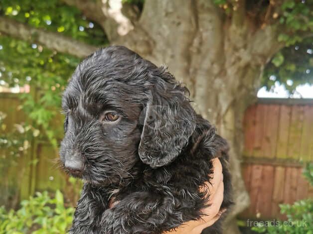 3 F1 cockapoo puppies for sale in Poole, North Yorkshire - Image 2