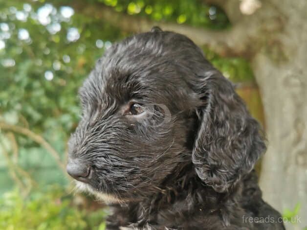 3 F1 cockapoo puppies for sale in Poole, North Yorkshire - Image 3