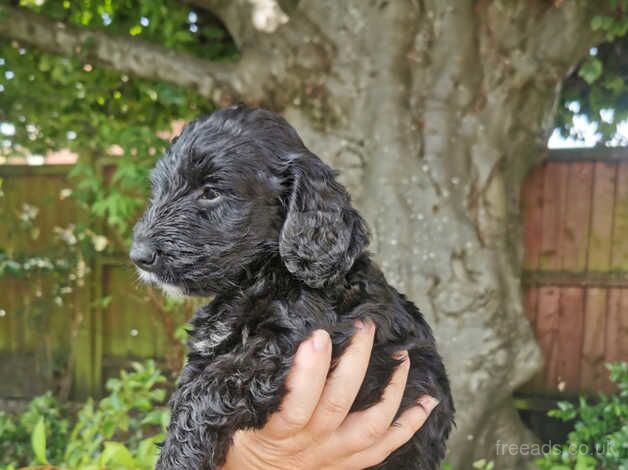 3 F1 cockapoo puppies for sale in Poole, North Yorkshire - Image 4