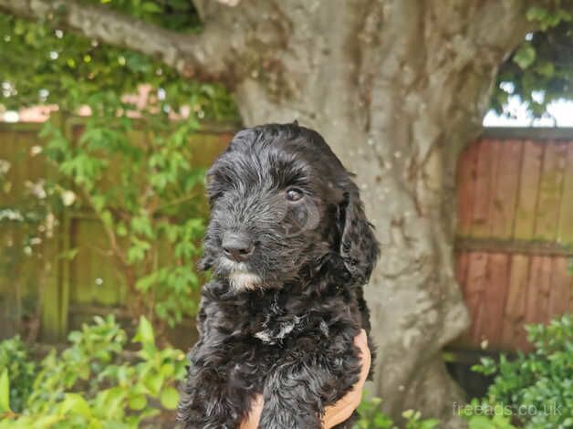 3 F1 cockapoo puppies for sale in Poole, North Yorkshire - Image 5