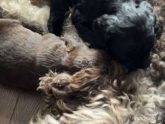 3 female cockapoo puppies for sale in Walsall, West Midlands - Image 1